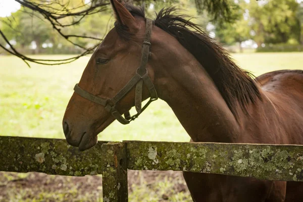 bir açık çim alanda atların portre