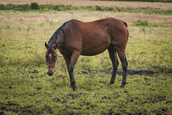 Hästar i en öppen gräsplan — Stockfoto