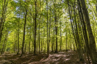 Sonbaharda Montseny 'nin doğal parkı.