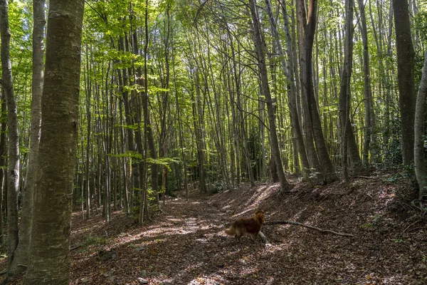 Parque atural de Montseny no outono com um cão no caminho . — Fotografia de Stock