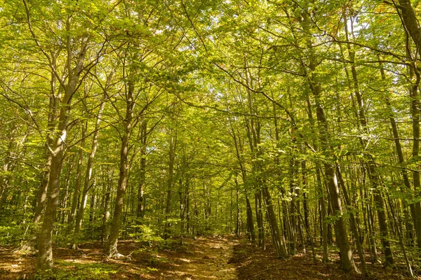 Parque natural de Montseny em outono . — Fotografia de Stock