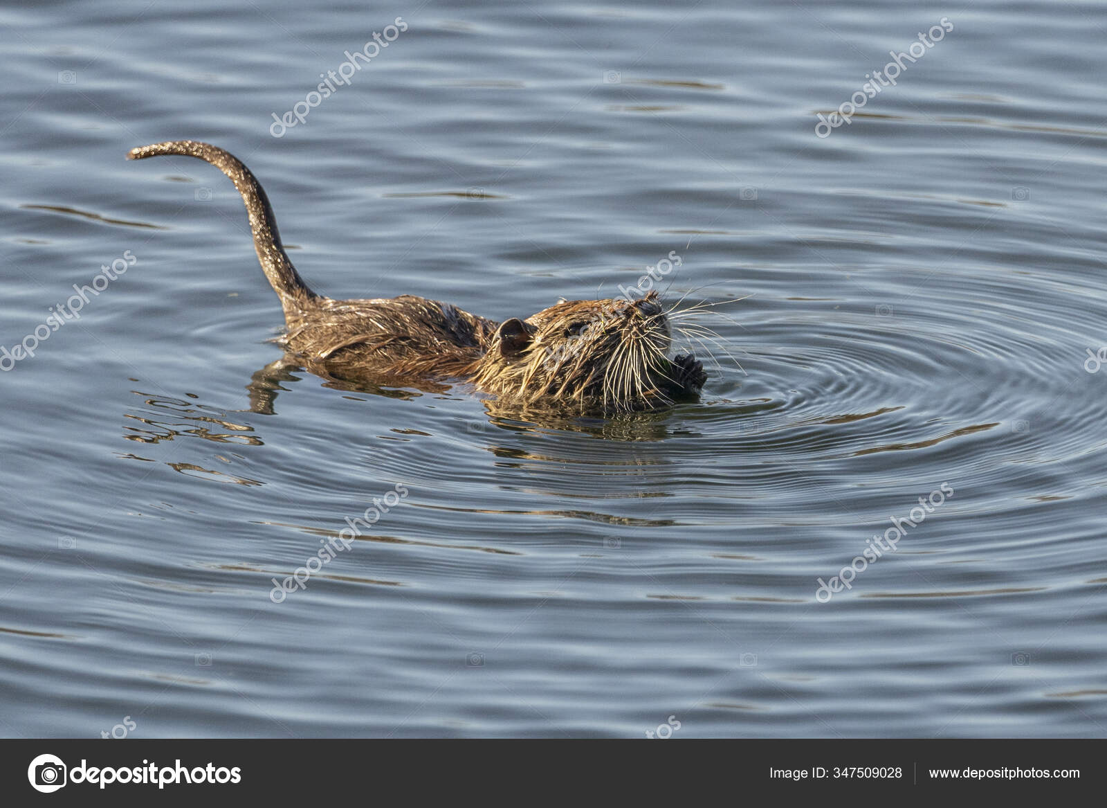 Water Rat Arvicola Sapidus Natural Park Marshes Ampurdan Girona ...