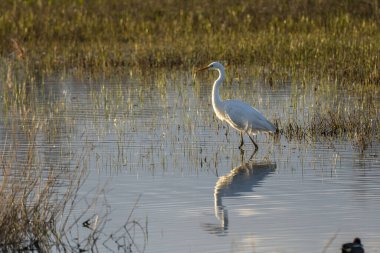 Leylek (ciconia ciconia) şafak vakti Ampurdan, Girona, Katalonya, İspanya 'nın Doğal Parkı' nda.