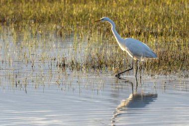 Beyaz balıkçıl (ardea alba) şafak vakti Ampurdan, Girona, Katalonya, İspanya 'nın Doğal Parkı' nda.