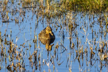 Yaban ördeği dişisi (Anas platyrhynchos) şafakta Ampurdan, Girona, Katalonya, İspanya 'nın Doğal Parkı' nda.