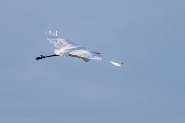 Beyaz balıkçıl (ardea alba) şafak vakti Ampurdan, Girona, Katalonya, İspanya 'nın Doğal Parkı' nda uçar..