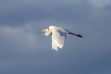 Beyaz balıkçıl (ardea alba) şafak vakti Ampurdan, Girona, Katalonya, İspanya 'nın Doğal Parkı' nda uçar..