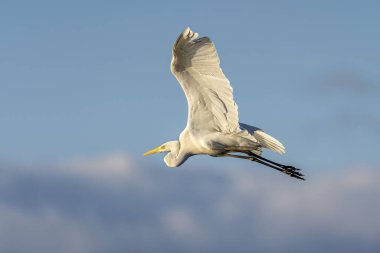 Beyaz balıkçıl (ardea alba) şafak vakti Ampurdan, Girona, Katalonya, İspanya 'nın Doğal Parkı' nda uçar..