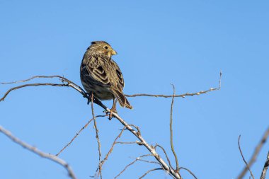 Ampurdan, Girona, Katalonya, İspanya bataklıklarında vahşi kuş (emberiza calandra).