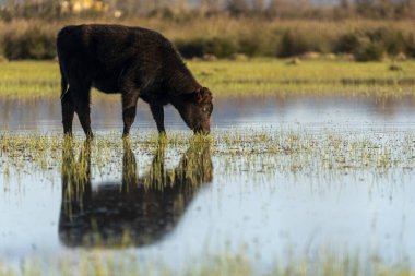 Ampurdan, Girona, Katalonya, İspanya bataklıklarında otlayan buzağı..