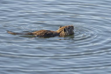 Ampurdan, Girona, Katalonya, İspanya 'nın Doğal Parkı' nda su sıçanı (arvicola sapidus).