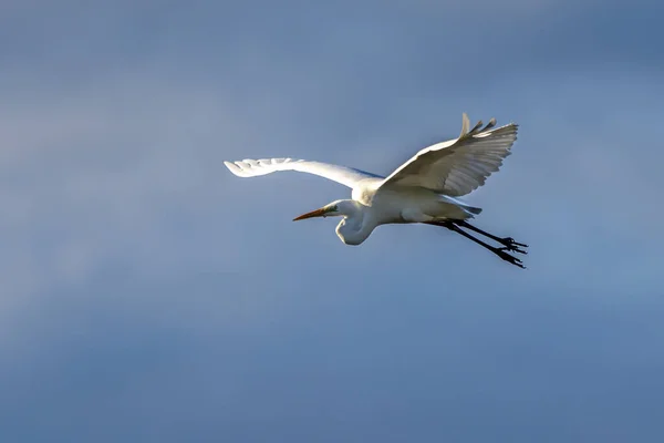 Garza Blanca Ardea Alba Volando Amanecer Parque Natural Las Marismas —  Fotos de Stock