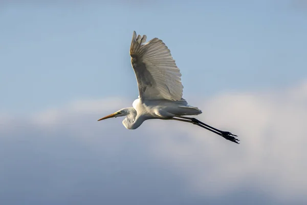 Біла Чапля Ardea Alba Літає Світанку Природному Парку Боліт Ампурдана — стокове фото