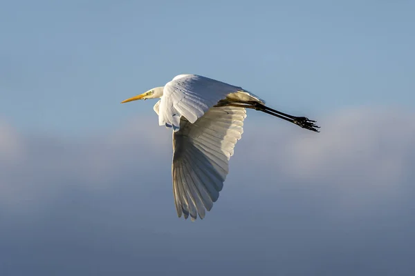 Garza Blanca Ardea Alba Volando Amanecer Parque Natural Las Marismas —  Fotos de Stock