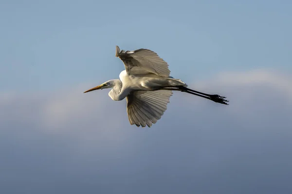 Garza Blanca Ardea Alba Volando Amanecer Parque Natural Las Marismas —  Fotos de Stock