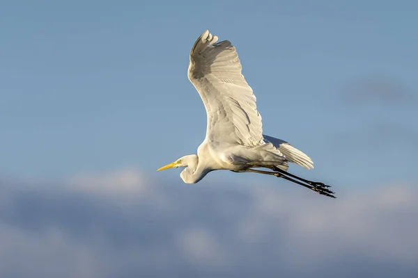 Garza Blanca Ardea Alba Volando Amanecer Parque Natural Las Marismas —  Fotos de Stock