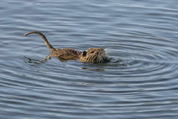 Ampurdan, Girona, Katalonya, İspanya 'nın Doğal Parkı' nda su sıçanı (arvicola sapidus).