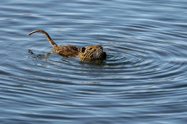 Water Rat Arvicola Sapidus Natural Park Marshes Ampurdan Girona ...