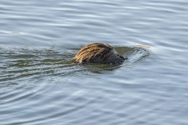 Rato Aquático Arvicola Sapidus Entrando Água Parque Natural Dos Pântanos — Fotografia de Stock