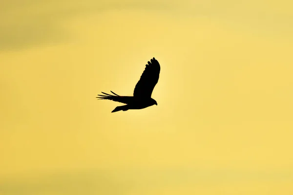 Σιλουέτα Αετού Πτήσει Κατά Ηλιοβασίλεμα — Φωτογραφία Αρχείου