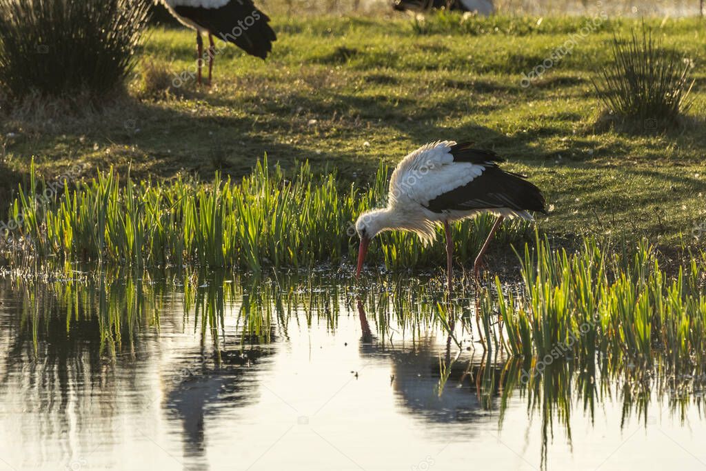 Stork (ciconia ciconia) at dawn in the Natural Park of the Marshes of Ampurdan, Girona, Catalonia, Spain.