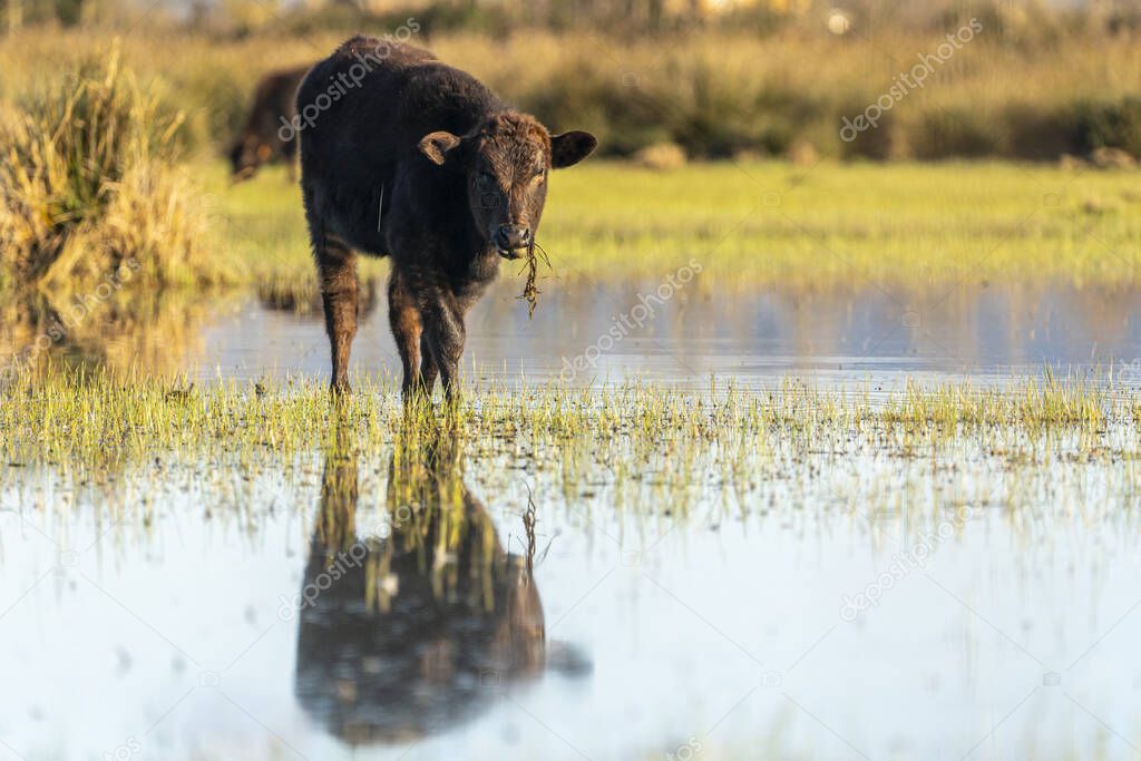 Calf grazing in the Marshes of the Ampurdan, Girona, Catalonia, Spain.