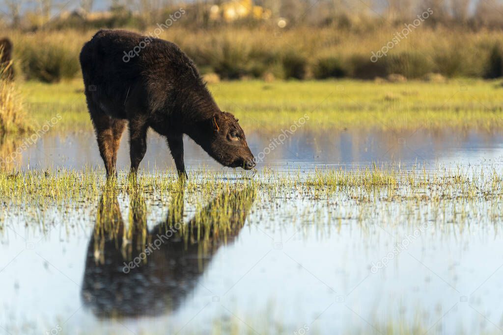 Calf grazing in the Marshes of the Ampurdan, Girona, Catalonia, Spain.