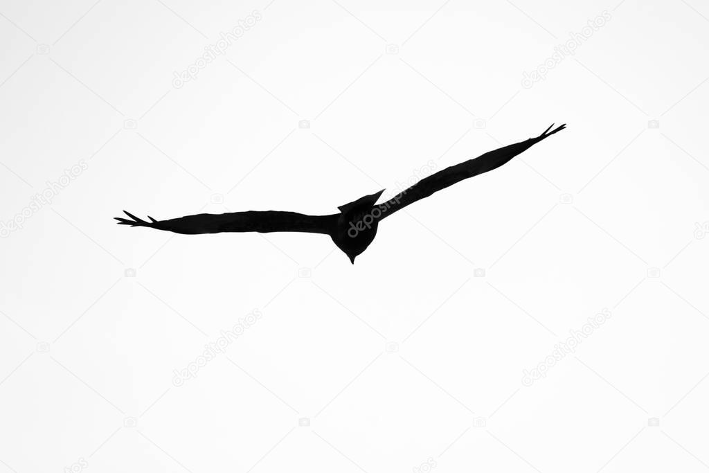 Silhouette of an eagle in flight at sunset.
