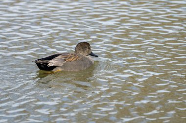 Ampurdan, Girona, Katalonya, İspanya 'nın Doğal Parkı' nda şafak vakti gadwall erkeği (Anas strepera).