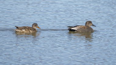 Bir çift gadwall (Anas strepera) şafak vakti Ampurdan, Girona, Katalonya, İspanya 'nın Doğal Parkı' nda.