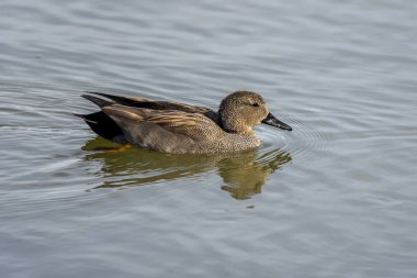 Ampurdan, Girona, Katalonya, İspanya bataklıklar doğal park Camargue ATI.