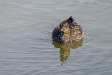 Ampurdan, Girona, Katalonya, İspanya bataklıklar doğal park Camargue ATI.