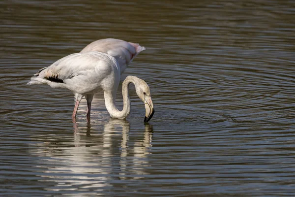 Fenicottero Rosa Phoenicopterus Roseus Nel Parco Naturale Delle Paludi Ampurdan — Foto Stock