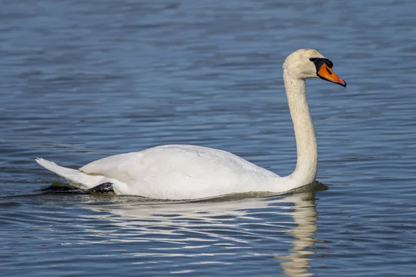 Ampurdan, Girona, Katalonya, İspanya bataklıklarında Kuğu (Cygnus olor).
