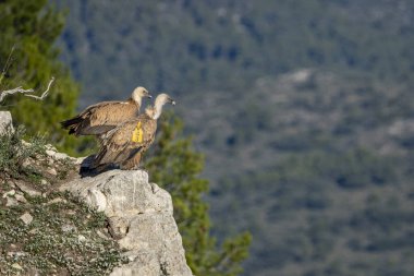 Griffon akbabaları (gyps fulvus) Alcoy, Valencia Community, İspanya 'da bir kayanın üzerine tünemişlerdir..