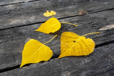 Sonbaharda bir masada üç sarı yaprak.