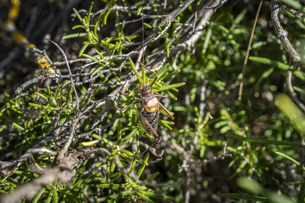 Cricket Printre Vegetație — Fotografie, imagine de stoc