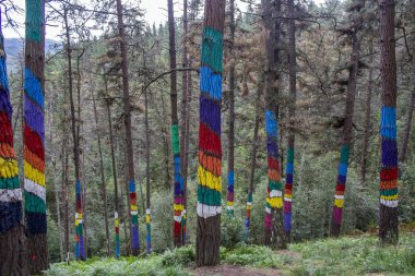 Oma Ormanı, Urdaibai Biyosfer Rezervi, Pais Vasco, İspanya.