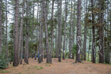 Oma Ormanı, Urdaibai Biyosfer Rezervi, Pais Vasco, İspanya.