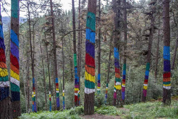 Oma Ormanı, Urdaibai Biyosfer Rezervi, Pais Vasco, İspanya.