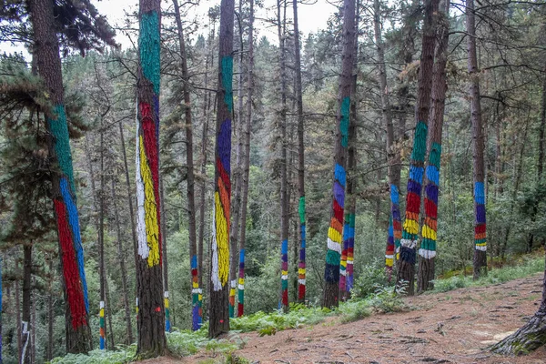 Oma Forest Urdaibai Biosphere Reserve Pais Vasco Spain — Stock Photo, Image