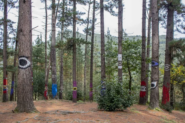 Bosque Oma Reserva Biosfera Urdaibai Pais Vasco España — Foto de Stock