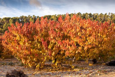 İspanya 'nın Alicante Dağı' nda sonbaharda kiraz tarlasında şafak vakti..