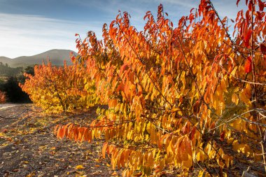 İspanya 'nın Alicante Dağı' nda sonbaharda kiraz tarlasında şafak vakti..