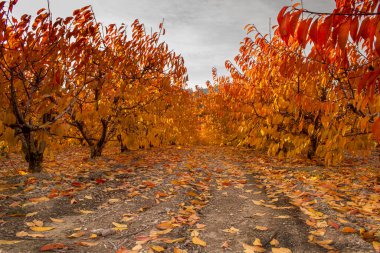 İspanya 'nın Alicante Dağı' nda sonbaharda kiraz tarlasında şafak vakti..