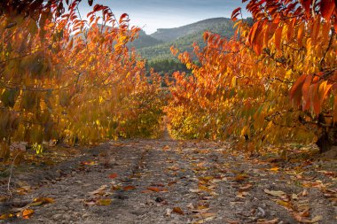 İspanya 'nın Alicante Dağı' nda sonbaharda kiraz tarlasında şafak vakti..