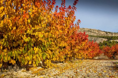 İspanya 'nın Alicante Dağı' nda sonbaharda kiraz tarlasında şafak vakti..