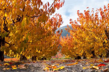 İspanya 'nın Alicante Dağı' nda sonbaharda kiraz tarlasında şafak vakti..