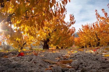 İspanya 'nın Alicante Dağı' nda sonbaharda kiraz tarlasında şafak vakti..