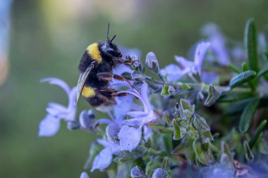 Arı biberiyenin çiçeğinin üzerinde tozlaşıyor..